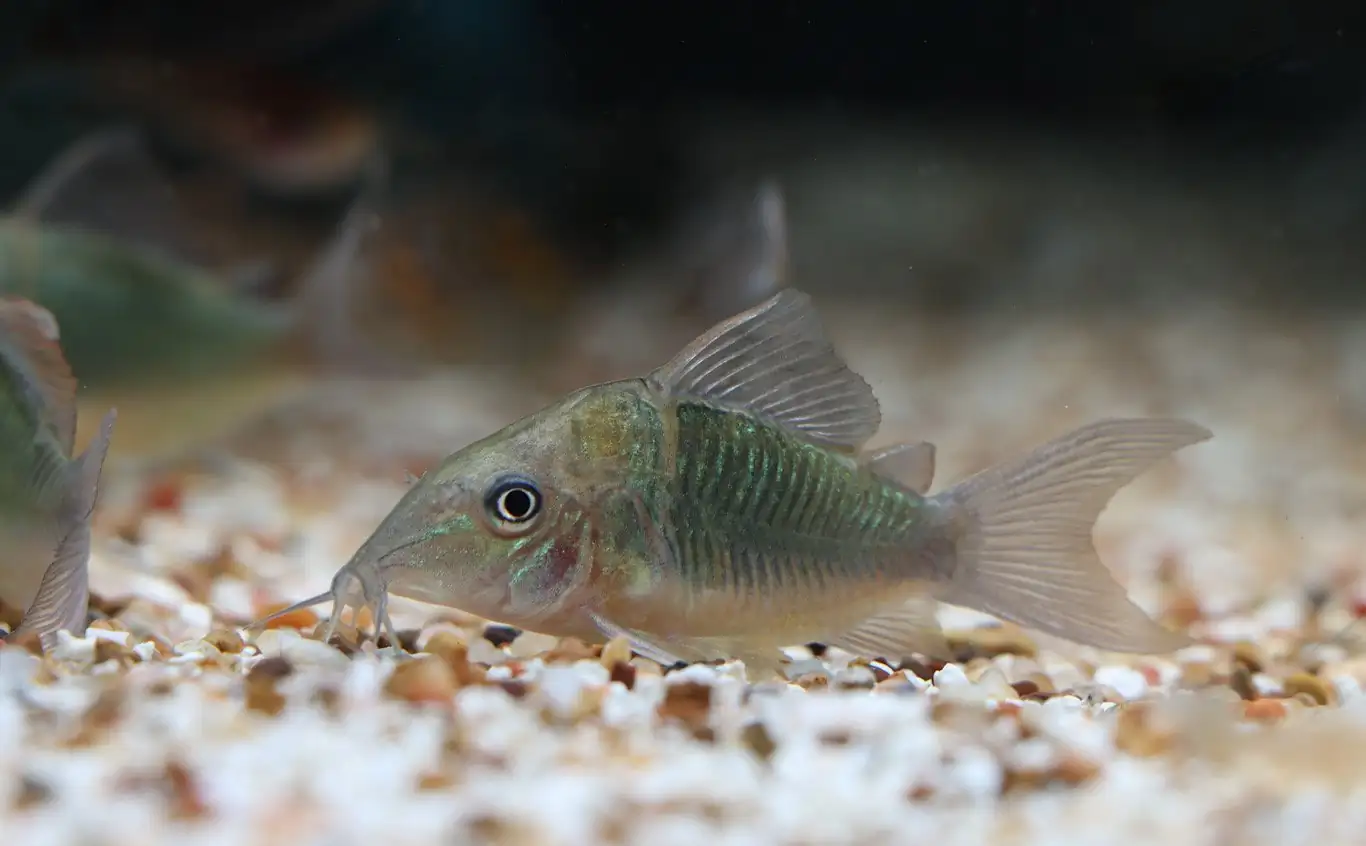 Emerald Green Cory Cat